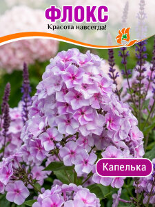 Флокс Капелька Флокс Капелька