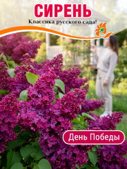 Сирень День Победы (обыкновенная) Сирень День Победы (обыкновенная)