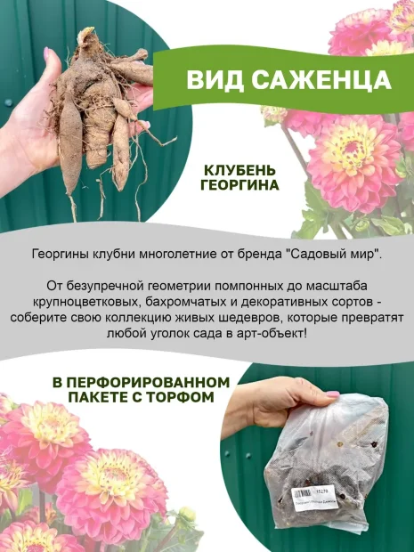 Георгин Лейла Саванна Роуз (кактусовидный)