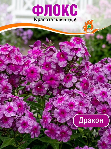 Флокс Дракон