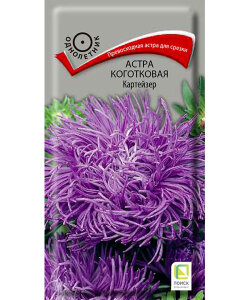 Астра коготковая Картейзер Астра коготковая Картейзер