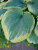Хоста Роберт Фрост