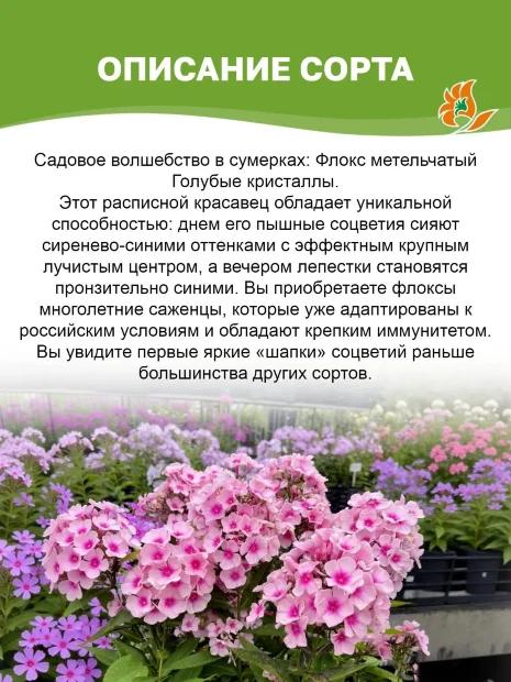 Флокс Голубые Кристаллы