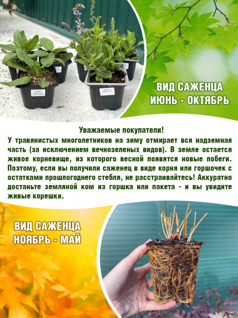 Купальница европейская