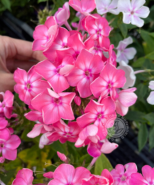 Флокс Евгения 