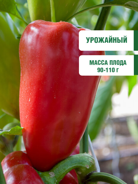 Перец сладкий Мустанг семена 