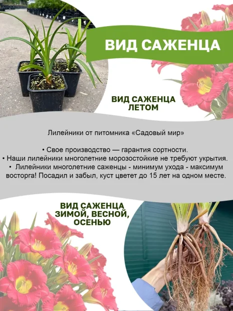 Лилейник Вайлд Хорсес