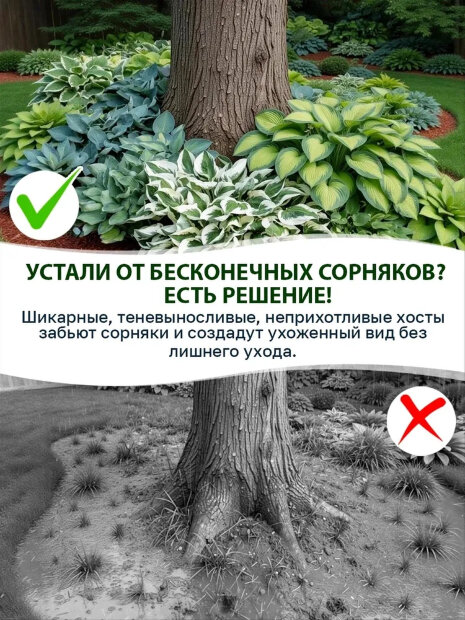 Хоста Сансет Грувз