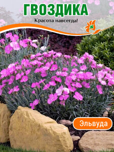 Гвоздика Эльвуда Гвоздика Эльвуда