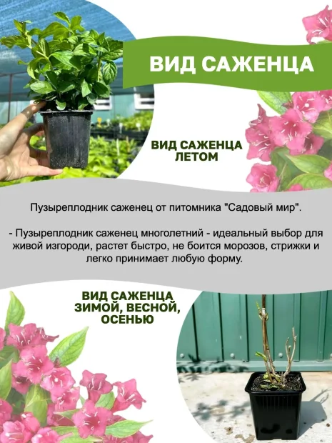 Пузыреплодник Диаболо саженцы 