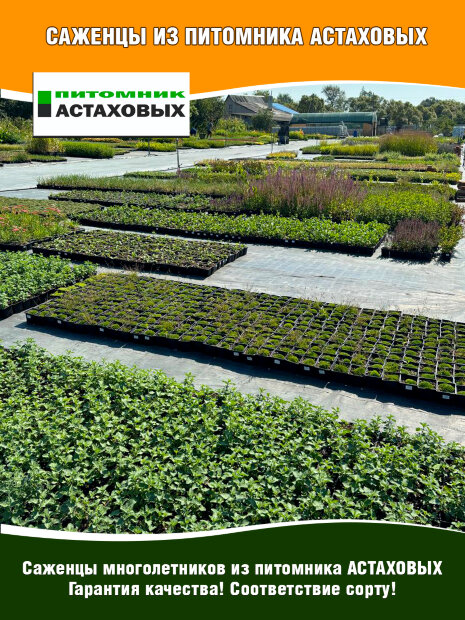 Гвоздика Роуз Кварц