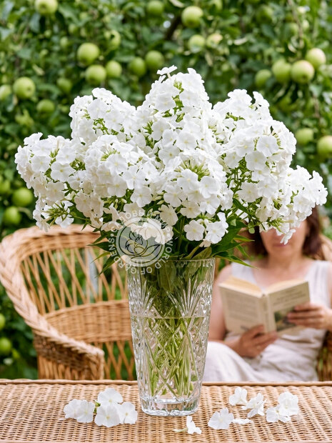 Флокс Лайнер (Р9)