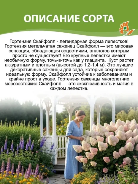 Гортензия Скайфолл (метельчатая)  саженцы 