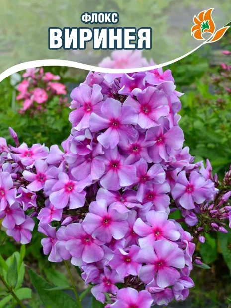 Флокс Виринея
