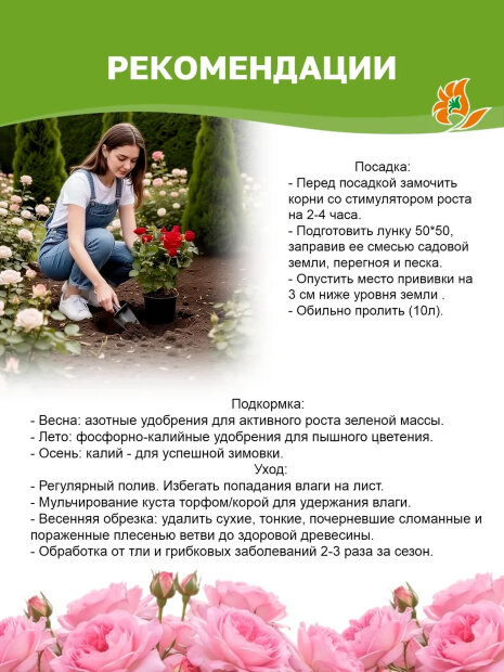 Роза Ди Ди Бриджуотер 
