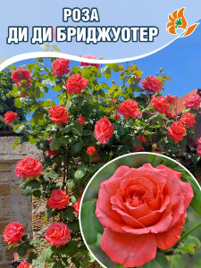 Роза Ди Ди Бриджуотер 