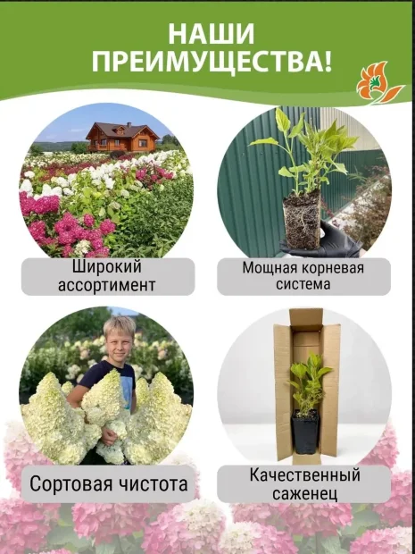 Гортензия Литтл Фреско (метельчатая) саженцы 