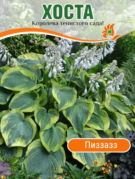 Хоста Пиззазз
