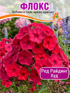 Флокс Ред Райдинг Худ Флокс Ред Райдинг Худ