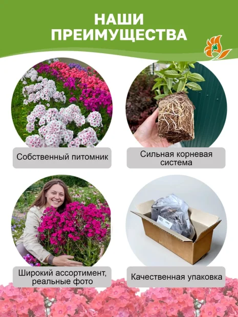 Флокс Лариса