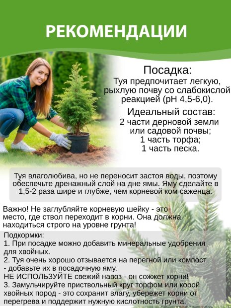 Туя Шугар энд Спайс (складчатая)