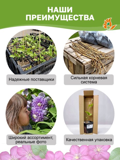 Клематис в ассортименте саженцы 