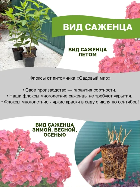 Флокс Ихтиандр