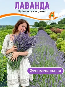 Лаванда Феноменальная