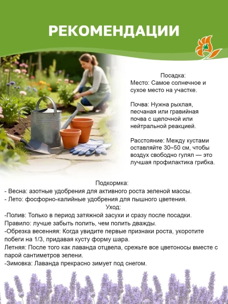 Лаванда Феноменальная саженцы 