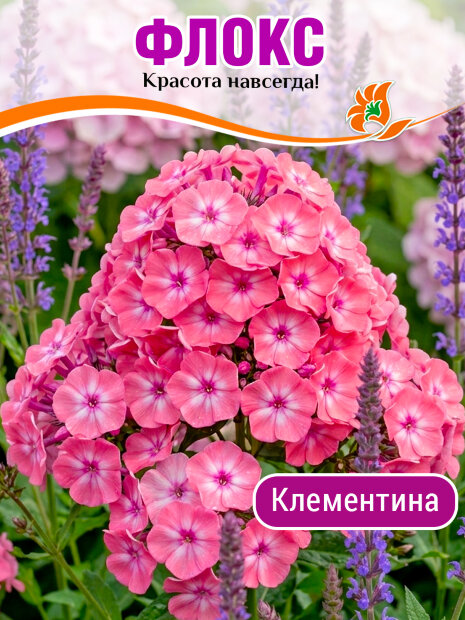 Флокс Клементина