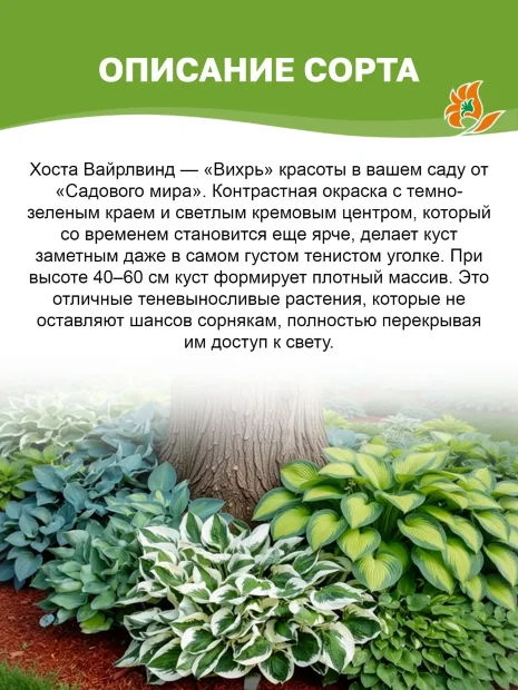 Хоста Вайрлвинд
