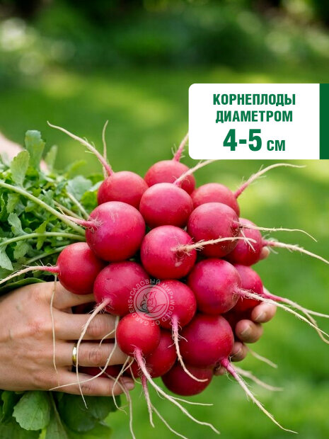 Редис Гром и Молния F1 семена 
