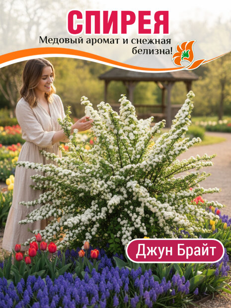 Спирея Джун Брайд (ниппонская) саженцы 