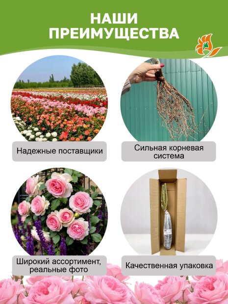 Роза Айсфогель