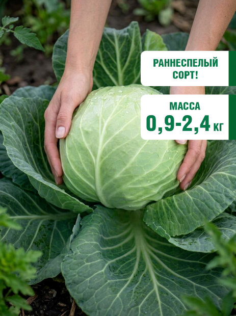 Капуста Июньская (белокочанная) семена 