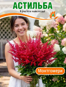 Астильба Монтгомери (японская) Астильба Монтгомери (японская)