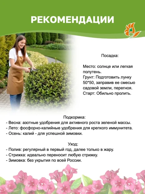 Пузыреплодник Литтл Грини (калинолистный) саженцы 