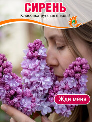 Сирень Жди Меня (обыкновенная) Сирень Жди Меня (обыкновенная)