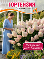 Гортензия Мэджикал Свит Саммэ