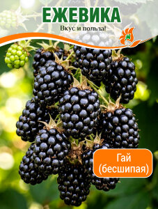 Ежевика Гай (бесшипая) Ежевика Гай (бесшипая)