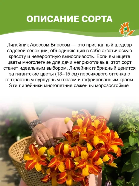 Лилейник Авессом Блоссом