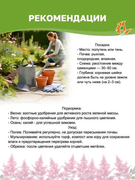 Астильба Вайс Глория (Арендса)