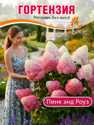 Гортензия Пинк энд Роуз