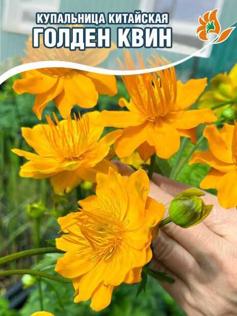 Купальница Голден Квин (китайская)