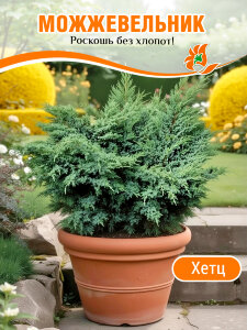 Можжевельник Хетц (виргинский) Можжевельник Хетц (виргинский)
