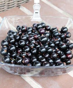 Смородина Севчанка Смородина Севчанка