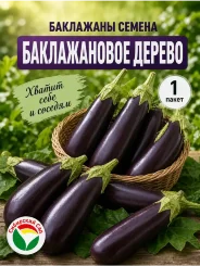 Баклажан Баклажановое дерево