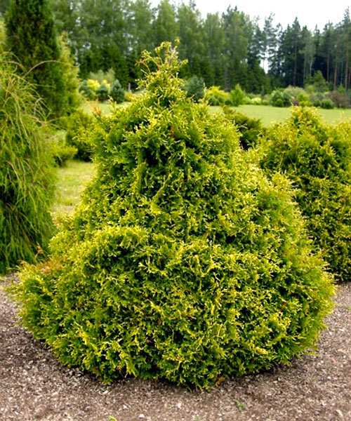 Туя Столвик