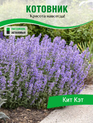 Котовник Кит Кэт Котовник Кит Кэт