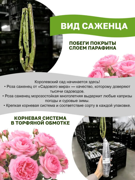 Роза Эрик Таберли